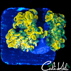 AQUACULTURED RAINBOW BRANCHING HAMMER DOUBLE