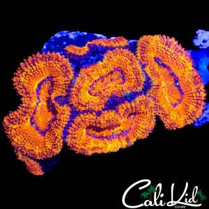 ULTRA RAINBOW ACAN MINI COLONY