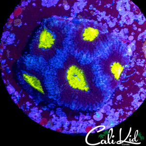 YELLOW EYE FAVIA