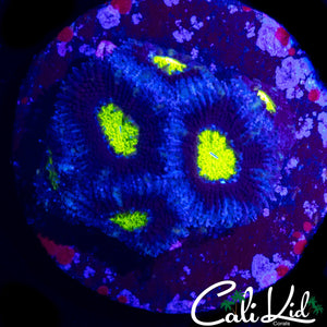 YELLOW EYE FAVIA