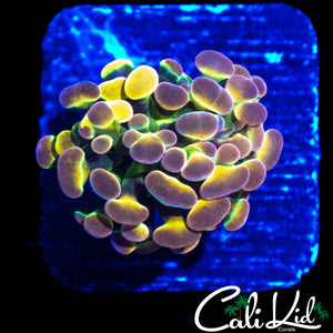 GRAFTED HOLOGRAM HAMMER