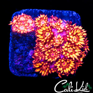 TEQUILA SUNRISE GONI