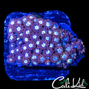 RAINBOW ALVEOPORA