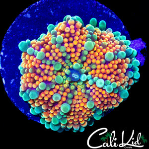 CK ACID TRIP MUSHROOM