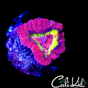 FLAMIN ASIAN ACAN