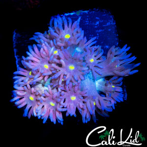 MONA LISA TYPE GONI (AQUACULTURED)