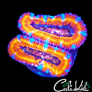 RAINBOW STRIPE ACAN DOUBLE