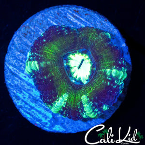 YELLOW RIM ASIAN ACAN