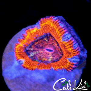RAINBOW STRIPE ACAN