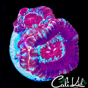 ULTRA ASIAN ACAN TRIPLE