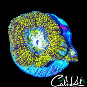 RARE PATTERN ACAN DOUBLE