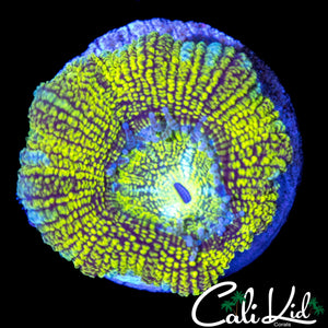 RARE PATTER ACAN LARGE