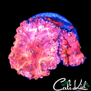 PINK LEMONADE BLASTO DOUBLE
