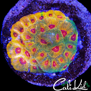 FACINATION FAVIA COLONY