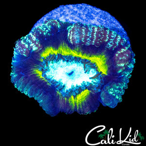 BONKERZ ACAN TRIPLE