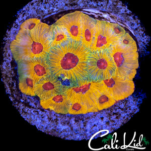 FACINATION FAVIA COLONY
