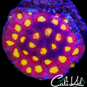 BIPOLAR TYPE FAVIA COLONY