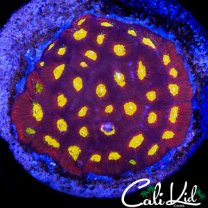 ULTRA FAVIA COLONY