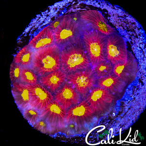 GOLDEN EYE FAVIA COLONY