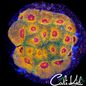 FACINATION FAVIA COLONY