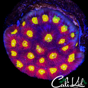BIPOLAR TYPE FAVIA COLONY