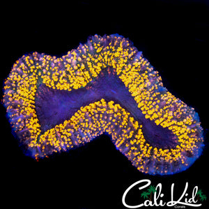 RAINBOW SPECKLED LOBO