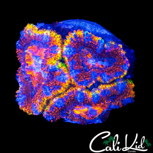 RARE ASIAN ACAN DOUBLE