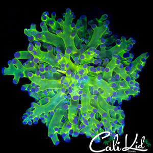 OG PURPLE / GREEN BRANCHING FROGSPAWN