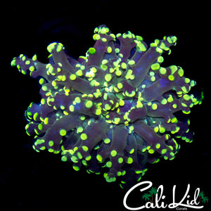BI COLOR BRANCHING FROGSPAWN