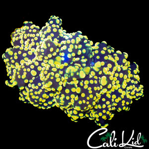 TRUE YELLOW BRANCHING OCTOSPAWN