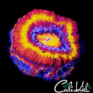 BLACK HOLE SUN ACAN W/ BABIES