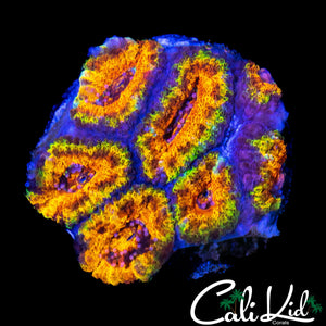 MERKULES TYPE ACAN MINI COLONY
