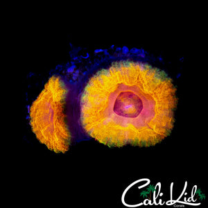 BSA BABY KILLSHOT ACAN DOUBLE