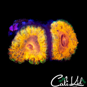 BSA BABY KILLSHOT ACAN DOUBLE
