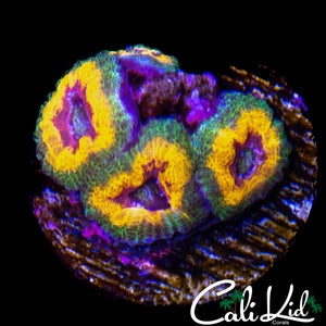 MARDI GRAS ACAN QUAD