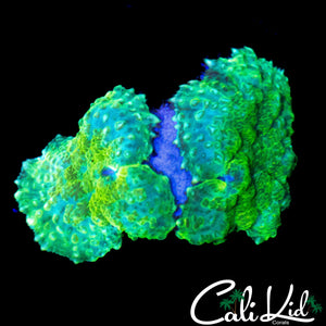 LEMON LIME RHODACTIS DOUBLE