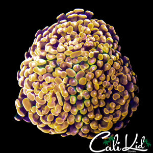 GOLDEN ROD BRANCHING HAMMER TRIPLE