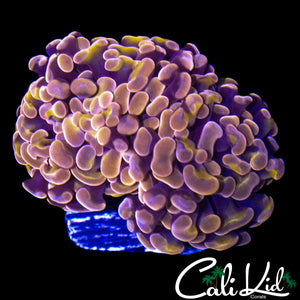 PURPLE / GOLD BRANCHING HAMMER DOUBLE