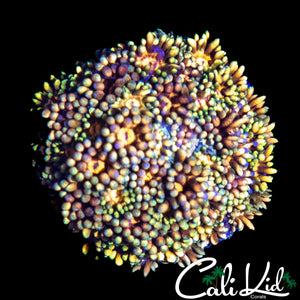 SUPER STUNNER RAINBOW GONI MINI COLONY