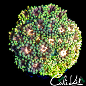 ULTIMATE RAINBOW GONI MINI COLONY