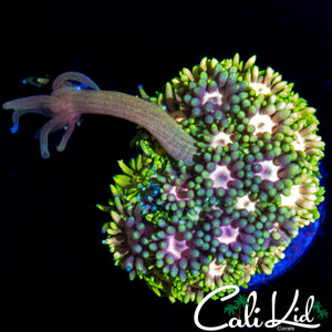 SWEET LONG TENTACLE RAINBOW GONI