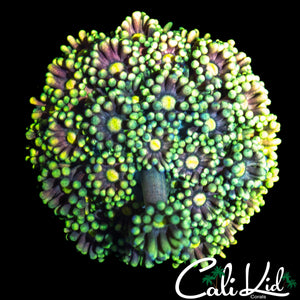 MADHATTER GONI MINI COLONY
