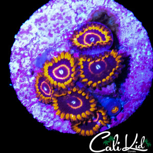 OG PURPLE HORNETS MINI COLONY