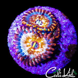 CB WHITE ZOMBIE TRIPLE