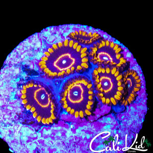 OG PURPLE HORNETS MINI COLONY