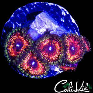 ASSORTED ZOA MINI COLONY