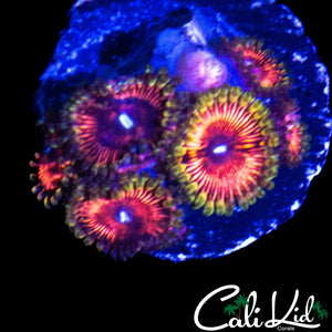 ASSORTED ZOA MINI COLONY