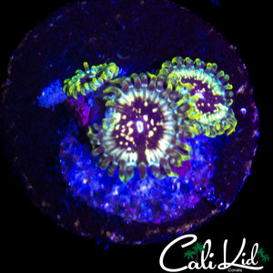 CK HELLRAZOR ZOA TRIPLE