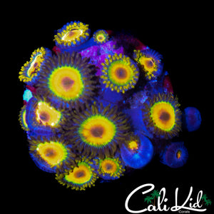 RASTA ZOA COLONY