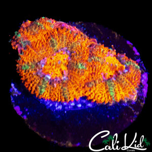 MYSTERY MICROMUSSA